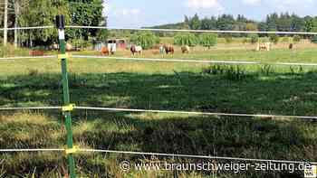 Peiner Jäger rechnen vermehrt mit Wolfsrissen