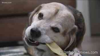 VOTE NOW: Do you think dogs should be allowed at restaurants?