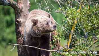 Braunbär im Oberallgäu gesichtet