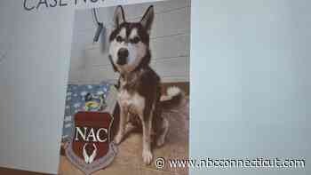 Reward Offered for Information in Severe Case of Dog Abuse in Naugatuck