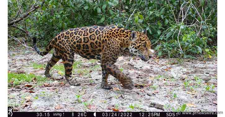 Společnost Huawei a její partneři potvrzují první jaguáry v mexické státní rezervaci Dzilam