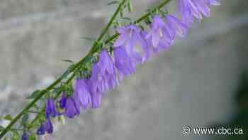 Notorious creeping bellflower is beautiful and difficult to get rid of in Sask.