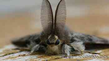 Invasive Moth the Target of Pesticide-Spraying Helicopter in Aurora, Officials Say