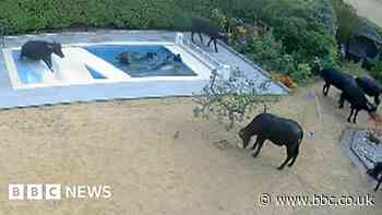 Escaped water buffalo herd wreck Essex swimming pool
