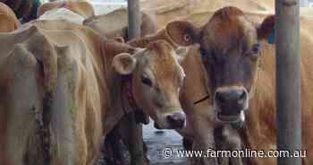 Charity auction of Jersey genetics raises money for cancer research