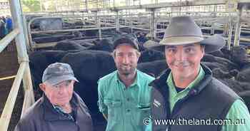 Armidale steers average 332c/kg