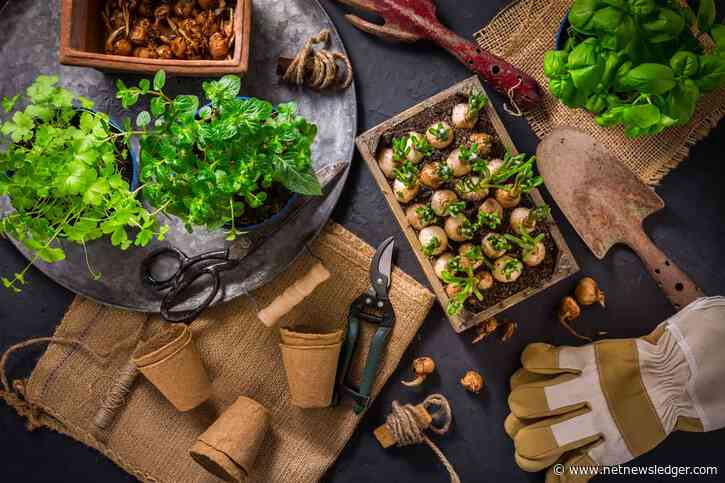 Gardening in Thunder Bay, Dryden and Kenora Means Watching out for Frost