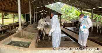 Australia sends more lumpy skin vaccines to Indo