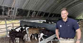 Wagyu calves raised in dairy-beef system