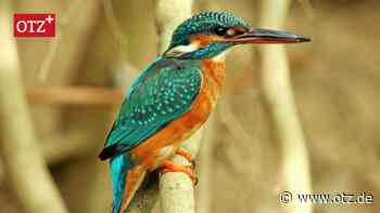 Jena darf stolz sein auf seine Arten-Vielfalt