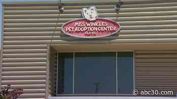 Miss Winkles in Clovis offering free pet adoptions until end of May