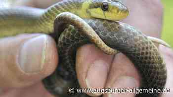 Schlange im Garten in Senden: Entdecker fängt das Reptil selbst