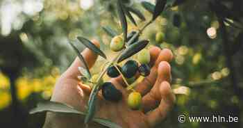 Olijfolie, het nieuwe goud: prijs op weg naar verdubbeling. Hoe kan dat? En kan het nog verder doorschieten?