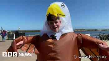 Whitby man in eagle costume deters seagulls from stealing food