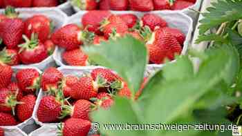 Hier können Sie im Kreis Wolfenbüttel Erdbeeren pflücken