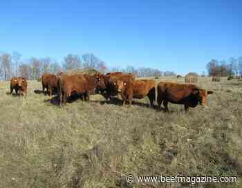 Bale grazing study yields positive results in Kentucky