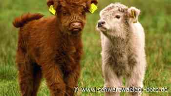Erleichterung in Oberlengenhardt: Geflüchtete  Kälber sind endlich zurück im Stall