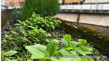 Projekt „Essbare Stadt“ in Calw: Unbekannte stehlen Pflanzen aus Kräuterbeeten