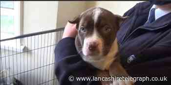 Nelson pair failed to treat puppy who recently had ears cropped