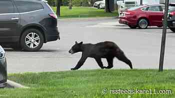 Bear sighting reported in Rogers
