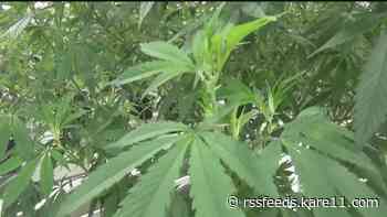 Minnesota launches cannabis website as bill heads to Walz's desk