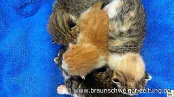 Gebärende Katze vorm Peiner Tierheim ausgesetzt