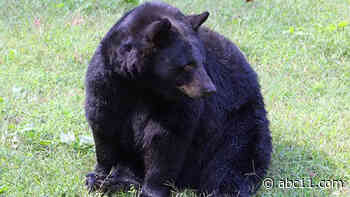 Black bear, Yona, of Museum of Life and Science in Durham dies at 14
