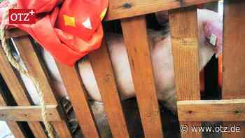 Ärger um Schweine-Verlosung in Stadtroda