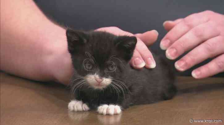 How to become a foster parent with the Animal Welfare Department