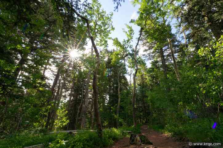 Officials plan prescribed burns in Cibola National Forest