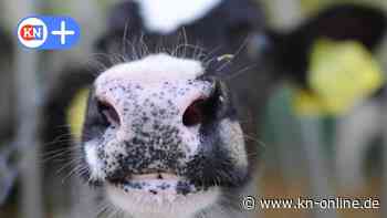 Brandenburg: Gäste entdecken abgetrennten Kuhkopf im Pool einer Pension