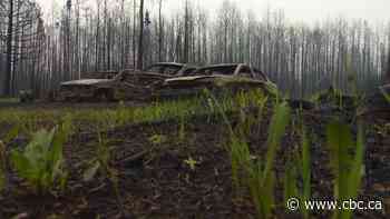 Rainy conditions continue to help firefighters in Alberta wildfire battle