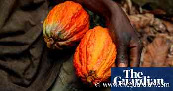 Cocoa planting is destroying protected forests in west Africa, study finds