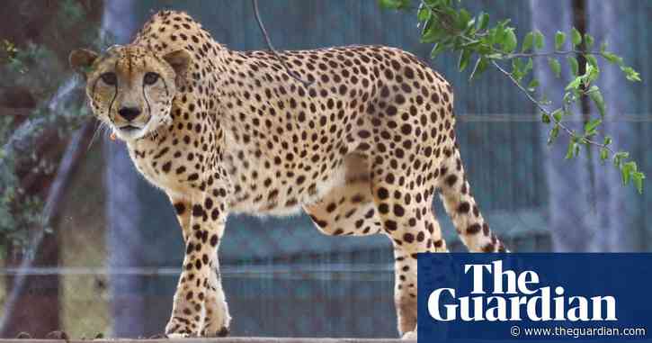 Cheetah deaths raise questions over India’s reintroduction scheme