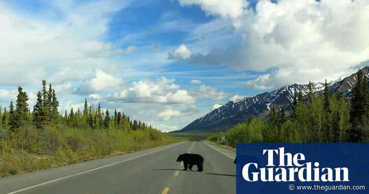 ‘I flew through the air’: Canadian cyclist recovering after collision with bear