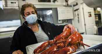 Lobster populations remain healthy around the Maritimes, but the numbers are dropping
