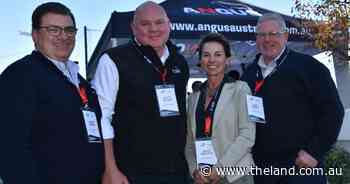 No issue with having the most expensive cattle in the world