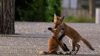 Pictures of Fox Family Seen in Millennium Park Go Viral