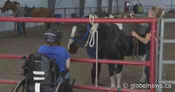 Southern Alberta woman praises equine therapy: ‘There needs to be more places like this’
