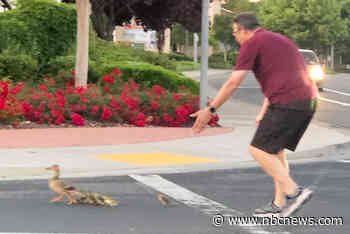California man who stopped to help family of ducks cross road is killed by car