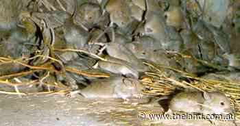 Clever fix for mouse plagues