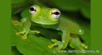 Forscher entdecken neue Glasfrosch-Art in Peru