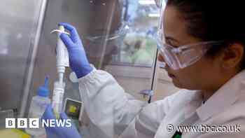 Bird flu: Brazil declares animal health emergency after several cases found