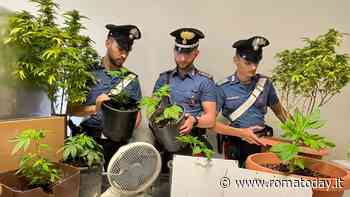 Una stanza adibita a piantagione di marijuana, sequestrate 20 piante