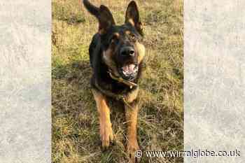 Police dog finds burglar hiding in garden bushes in Birkenhead