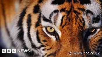 Biodiversity: Almost half of animals in decline, research shows