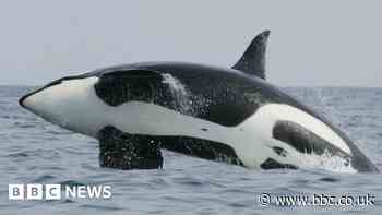 Ivory ban to extend to hippos and killer whales