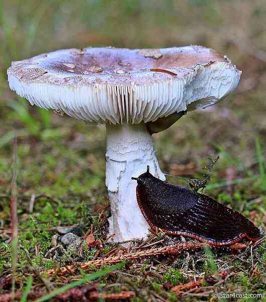 Rolf Harris – manipulating a naive public