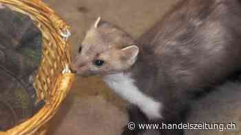 Marder verursachen 2022 weniger Schäden an Autos