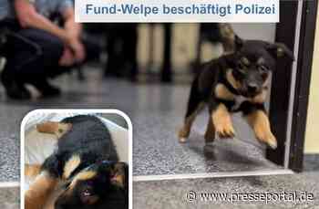 POL-MI: Eine aufregende Nacht auf dem Revier - Fund-Welpe beschäftigt Polizei